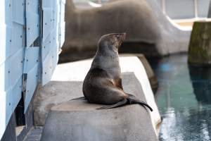 Seal on rock - Captured at Melbourne Zoo, Parkville VIC Australia.