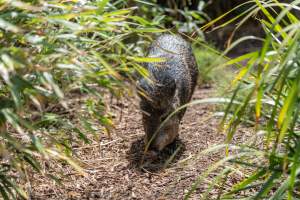 Wild boar - Captured at Melbourne Zoo, Parkville VIC Australia.