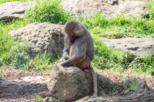 Baboon enclosure - Captured at Melbourne Zoo, Parkville VIC Australia.