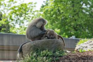 Baboon enclosure - Captured at Melbourne Zoo, Parkville VIC Australia.