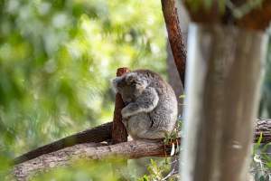 Captive koala - Captured at Melbourne Zoo, Parkville VIC Australia.