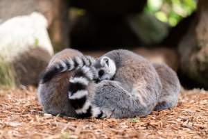 Lemurs sleeping in pile - Captured at Melbourne Zoo, Parkville VIC Australia.
