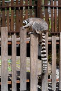 Lemur on fence - Captured at Melbourne Zoo, Parkville VIC Australia.