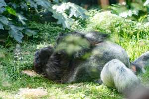Sleeping gorilla - Captured at Melbourne Zoo, Parkville VIC Australia.