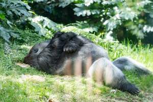 Sleeping gorilla - Captured at Melbourne Zoo, Parkville VIC Australia.
