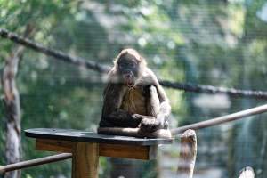 Monkey in enclosure - Captured at Melbourne Zoo, Parkville VIC Australia.