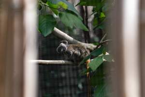 Emperor tamarin - Captured at Melbourne Zoo, Parkville VIC Australia.