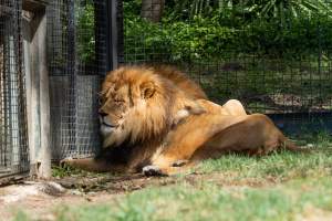Lions in enclosure - Captured at Melbourne Zoo, Parkville VIC Australia.