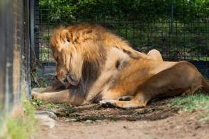 Lions in enclosure - Captured at Melbourne Zoo, Parkville VIC Australia.