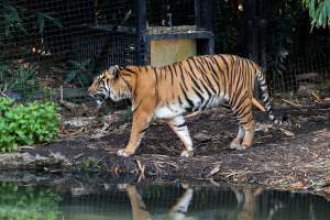 Tiger pacing - Captured at Melbourne Zoo, Parkville VIC Australia.