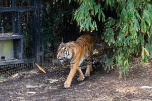 Tiger pacing - Captured at Melbourne Zoo, Parkville VIC Australia.