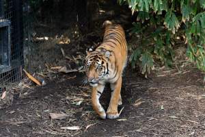 Tiger pacing - Captured at Melbourne Zoo, Parkville VIC Australia.
