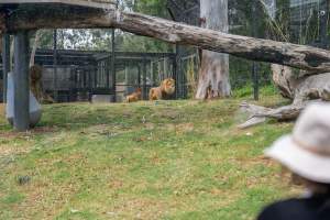 Lion in enclosure - Captured at Melbourne Zoo, Parkville VIC Australia.
