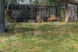 Lion in enclosure - Captured at Melbourne Zoo, Parkville VIC Australia.