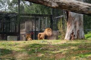 Lion in enclosure - Captured at Melbourne Zoo, Parkville VIC Australia.