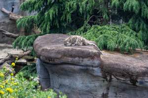 Snow leopard - Captured at Melbourne Zoo, Parkville VIC Australia.