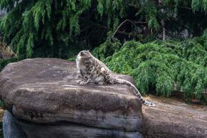 Snow leopard - Captured at Melbourne Zoo, Parkville VIC Australia.