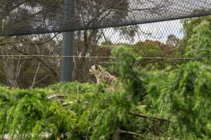 Snow leopard - Captured at Melbourne Zoo, Parkville VIC Australia.