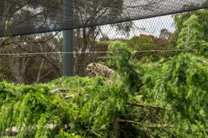 Snow leopard - Captured at Melbourne Zoo, Parkville VIC Australia.