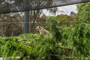 Snow leopard - Captured at Melbourne Zoo, Parkville VIC Australia.