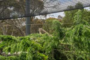 Snow leopard - Captured at Melbourne Zoo, Parkville VIC Australia.