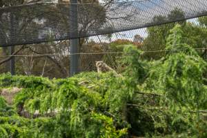 Snow leopard - Captured at Melbourne Zoo, Parkville VIC Australia.