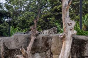 Snow leopard cleaning - Captured at Melbourne Zoo, Parkville VIC Australia.