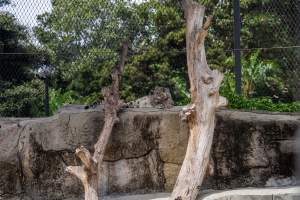 Snow leopard cleaning - Captured at Melbourne Zoo, Parkville VIC Australia.