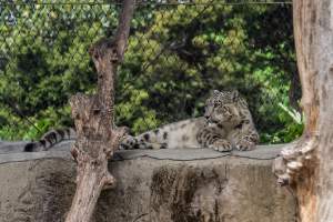 Snow leopard - Captured at Melbourne Zoo, Parkville VIC Australia.