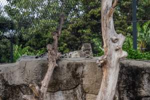 Snow leopard - Captured at Melbourne Zoo, Parkville VIC Australia.