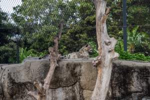 Snow leopard - Captured at Melbourne Zoo, Parkville VIC Australia.