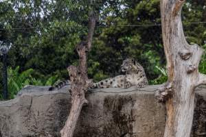 Snow leopard - Captured at Melbourne Zoo, Parkville VIC Australia.
