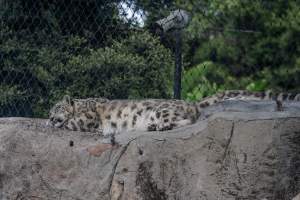 Snow leopard sleeping - Captured at Melbourne Zoo, Parkville VIC Australia.