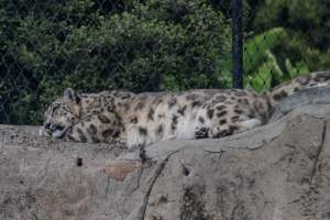 Snow leopard sleeping - Captured at Melbourne Zoo, Parkville VIC Australia.