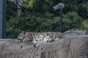 Snow leopard sleeping - Captured at Melbourne Zoo, Parkville VIC Australia.