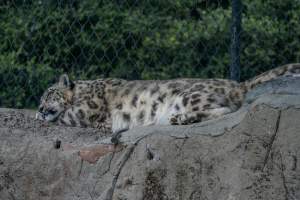 Snow leopard sleeping - Captured at Melbourne Zoo, Parkville VIC Australia.