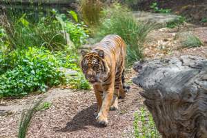 Tiger pacing - Captured at Melbourne Zoo, Parkville VIC Australia.