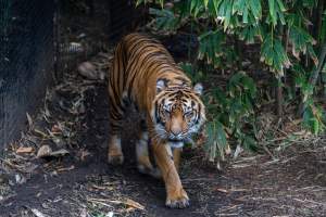 Tiger pacing - Captured at Melbourne Zoo, Parkville VIC Australia.
