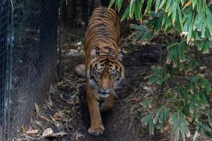 Tiger pacing - Captured at Melbourne Zoo, Parkville VIC Australia.