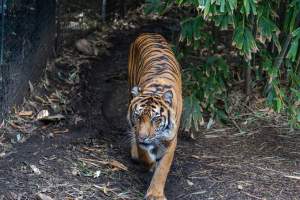 Tiger pacing - Captured at Melbourne Zoo, Parkville VIC Australia.