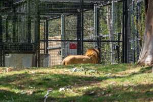 Lions pacing - Captured at Melbourne Zoo, Parkville VIC Australia.