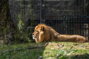 Lions pacing - Captured at Melbourne Zoo, Parkville VIC Australia.