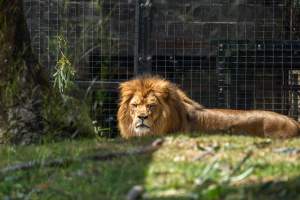 Lions pacing - Captured at Melbourne Zoo, Parkville VIC Australia.