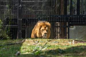 Lions pacing - Captured at Melbourne Zoo, Parkville VIC Australia.