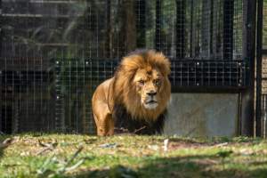 Captive lion - Captured at Melbourne Zoo, Parkville VIC Australia.
