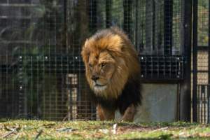 Captive lion - Captured at Melbourne Zoo, Parkville VIC Australia.