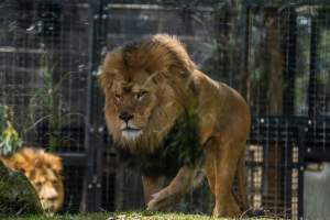 Captive lion - Captured at Melbourne Zoo, Parkville VIC Australia.