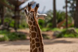 Captive giraffe - Captured at Melbourne Zoo, Parkville VIC Australia.