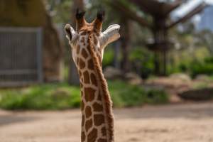 Captive giraffe - Captured at Melbourne Zoo, Parkville VIC Australia.
