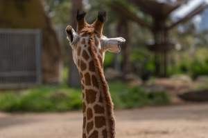 Captive giraffe - Captured at Melbourne Zoo, Parkville VIC Australia.